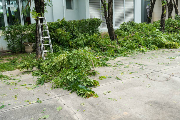 How Our Tree Care Process Works  in  Carson, WA